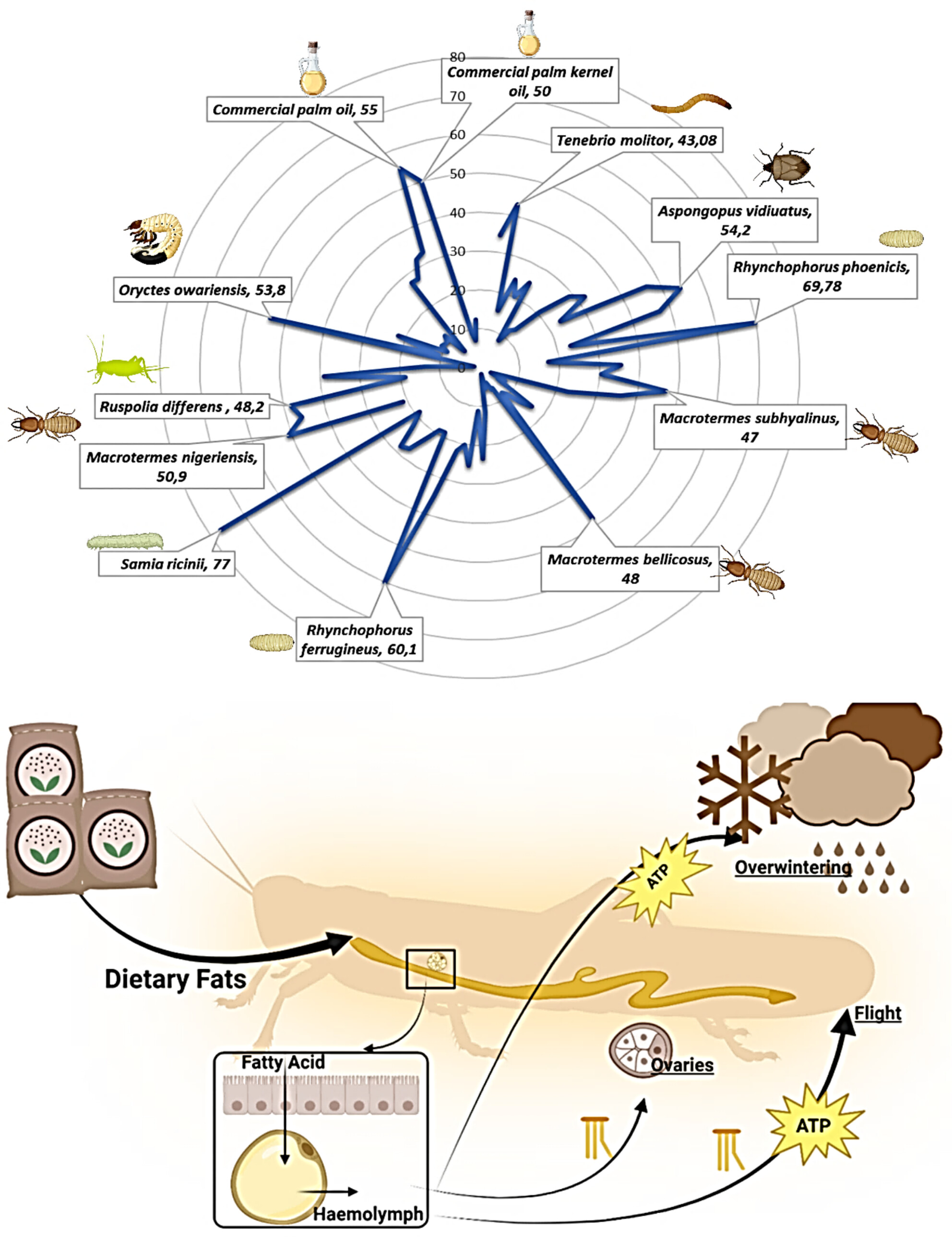 Insect Lipids as Novel Source for Future Applications: Chemical Composition and Industry Applications—A Comprehensive Review
