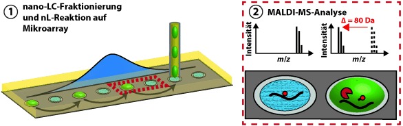 Automatisierte Detektion von Proteinphosphorylierung durch Nanoliter-Enzymreaktionen auf Mikroarrays