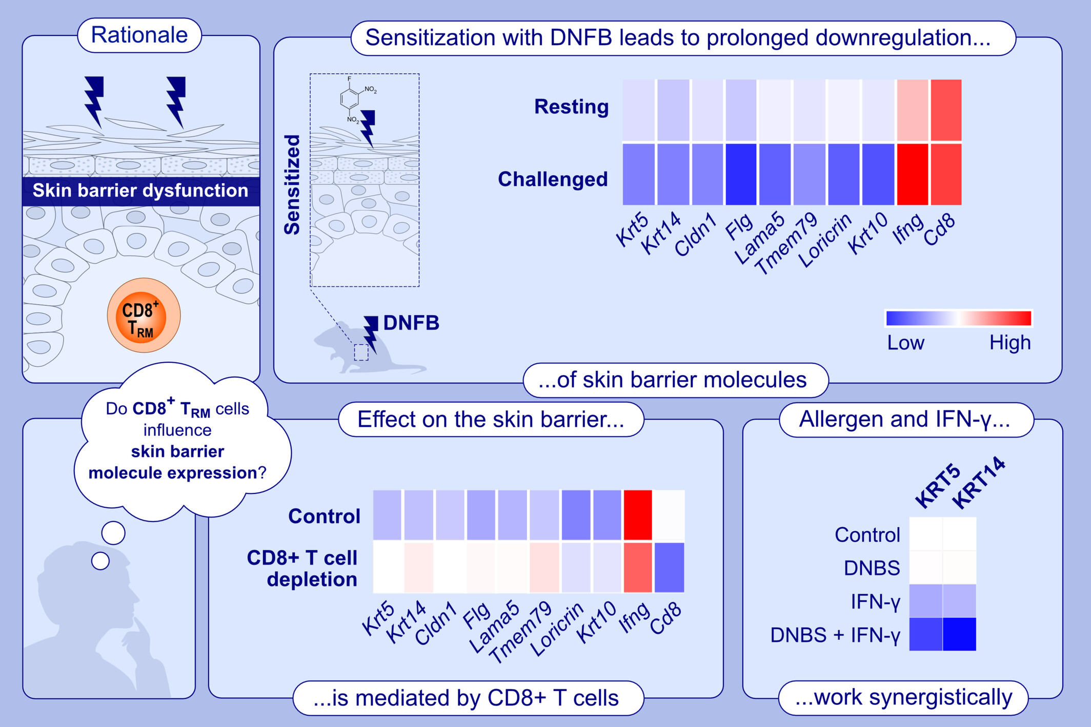 T Cells Induce Prolonged Downregulation of Barrier Molecules in a Mouse Model of Allergic Contact Dermatitis