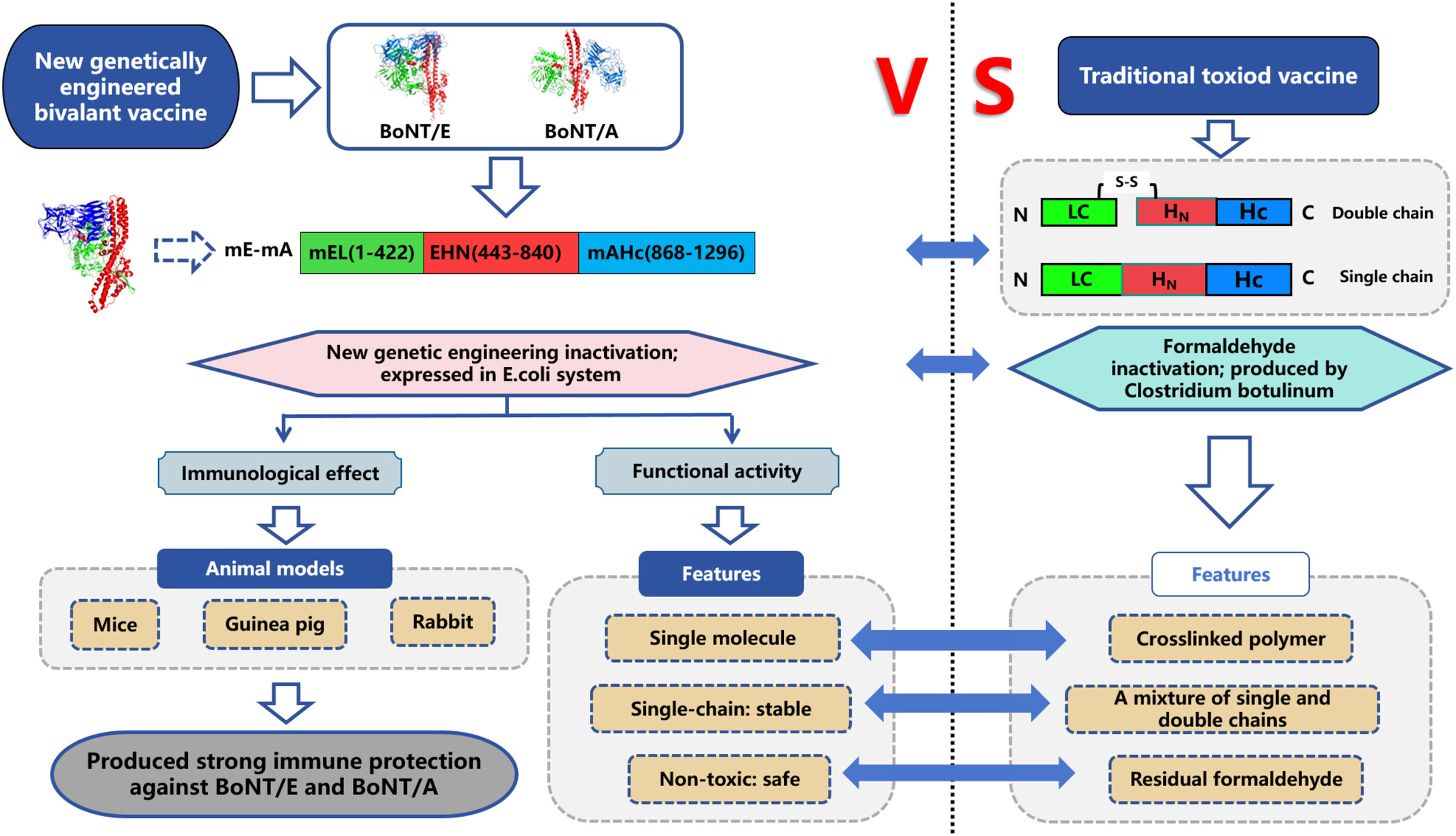 New Engineered-Chimeric Botulinum Neurotoxin Mutant Acts as an Effective Bivalent Vaccine Against Botulinum Neurotoxin Serotype A and E