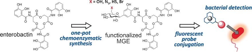 Facile and Versatile Chemoenzymatic Synthesis of Enterobactin Analogues and Applications in Bacterial Detection