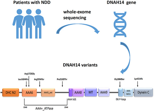DNAH14 variants are associated with neurodevelopmental disorders