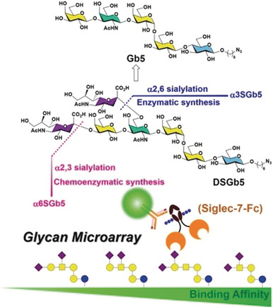 Chemoenzymatic Synthesis of DSGb5 and Sialylated Globo-series Glycans