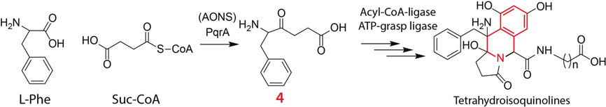 Perquinoline A–C: neuartige bakterielle Tetrahydroisochinoline mit einer bemerkenswerten Biosynthese