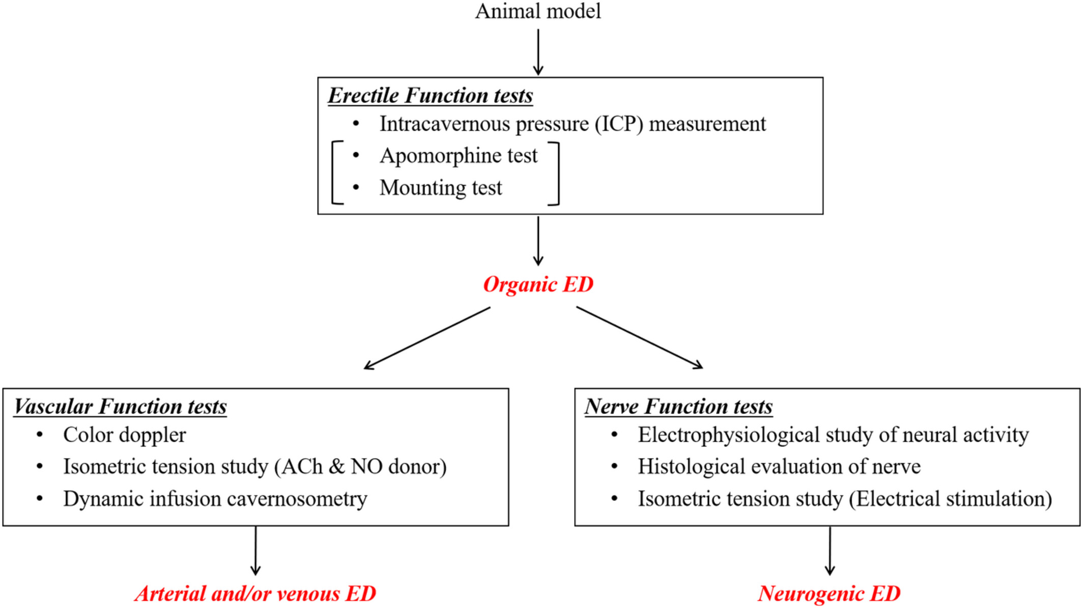 A review of experimental techniques for erectile function researches and development of medical technology using animal erectile dysfunction models in sexual and reproductive medicine