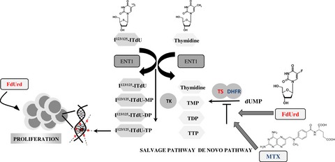 Dual addressing of thymidine synthesis pathways for effective targeting of proliferating melanoma