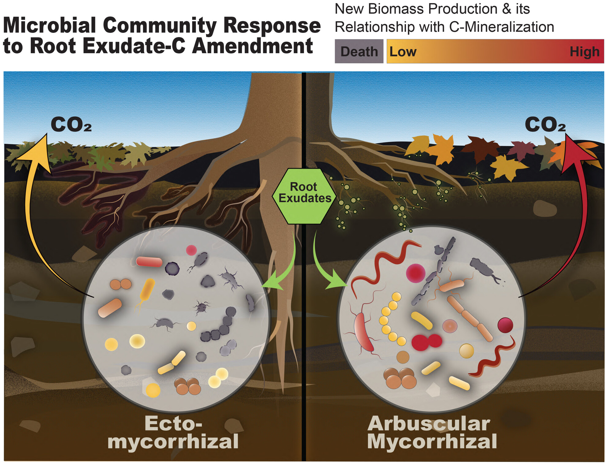 Mycorrhiza—Saprotroph Interactions and Carbon Cycling in the Rhizosphere