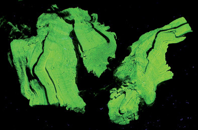 Fluoreszenzfarbstoffe in der Natur