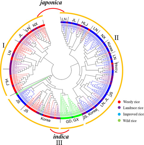 Analysis of evolutionary relationships provides new clues to the origins of weedy rice