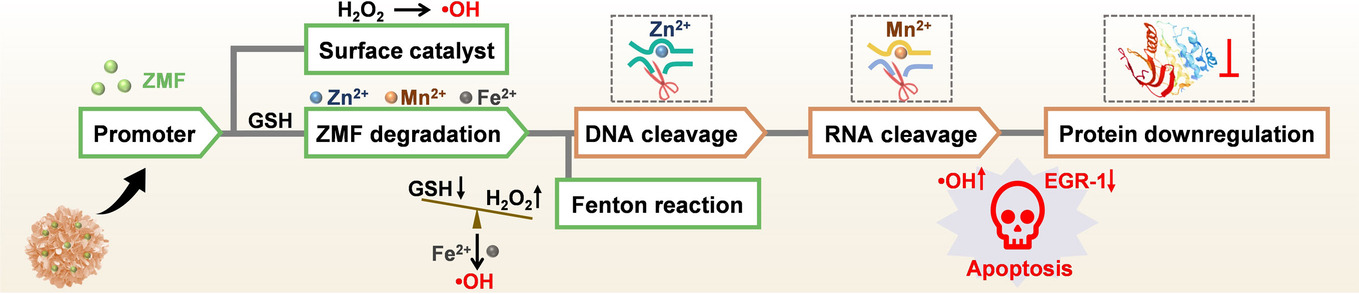 A DNA Nanocomplex Containing Cascade DNAzymes and Promoter-Like Zn-Mn-Ferrite for Combined Gene/Chemo-dynamic Therapy