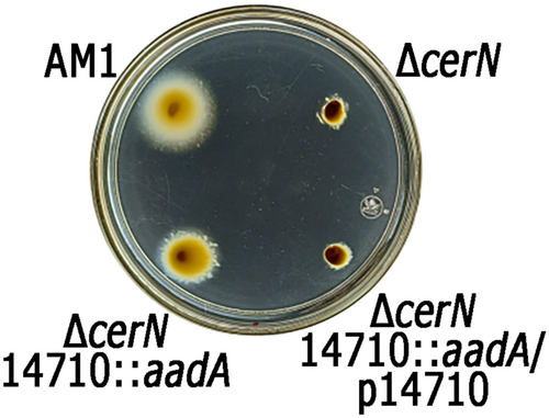 Details are in the caption following the image