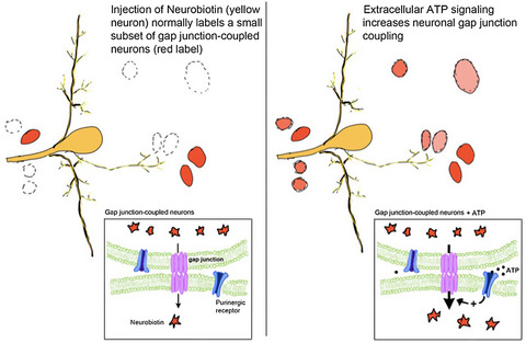 Purinergic modulation of neuronal gap junction circuits in the CNS of the leech