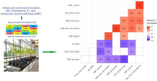 Alone as effective as together: AMF and Trichoderma inoculation boost maize performance but differentially shape soil and rhizosphere microbiota