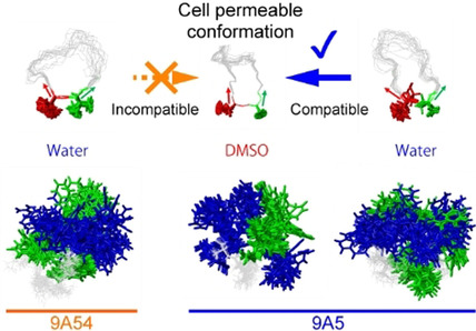 Conformational Plasticity of Cyclic Ras-Inhibitor Peptides Defines Cell Permeabilization Activity