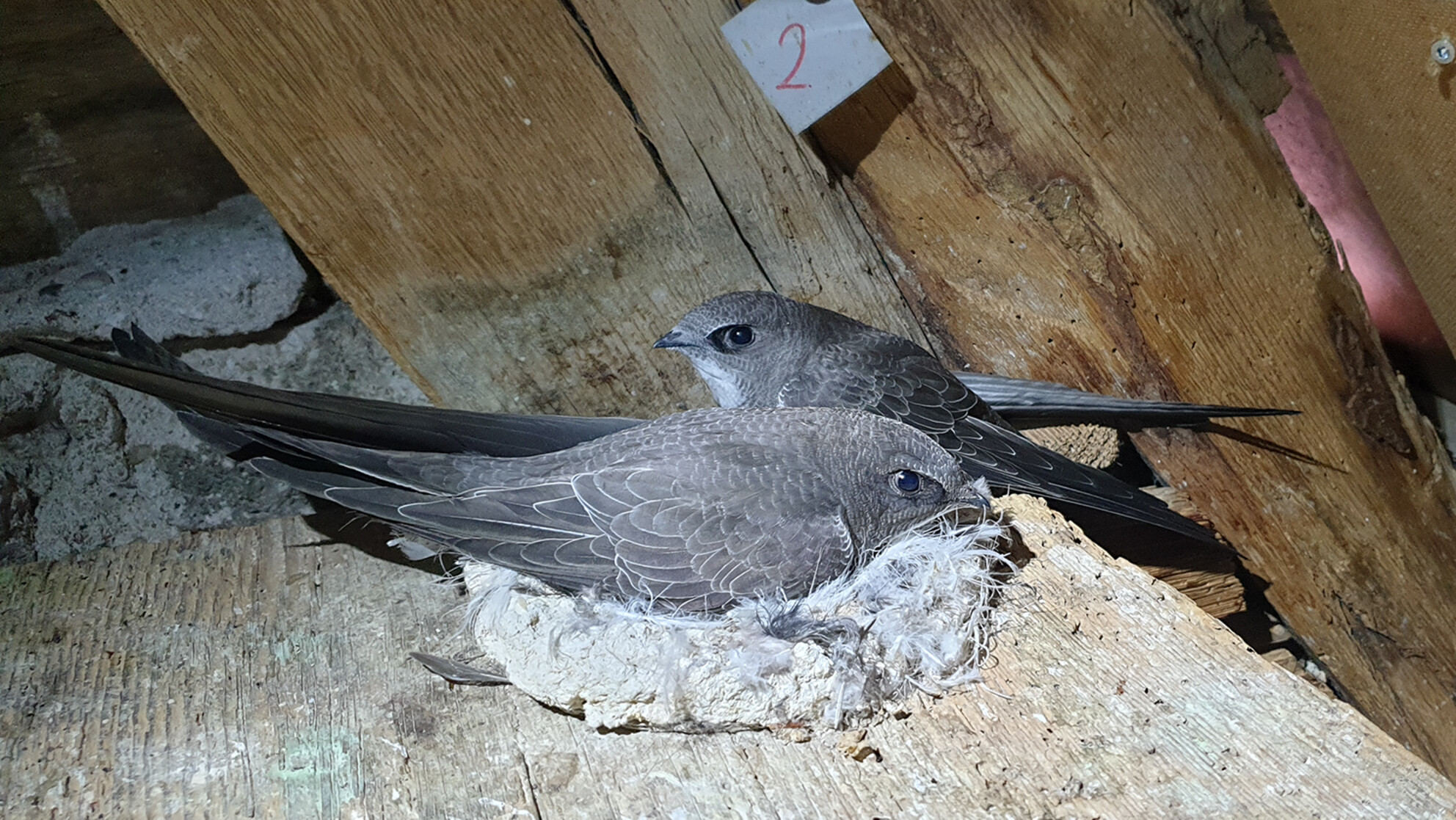 Trait-specific sensitive developmental windows: Wing growth best integrates weather conditions encountered throughout the development of nestling Alpine swifts