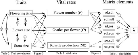 Experimental migration upward in elevation is associated with strong selection on life history traits