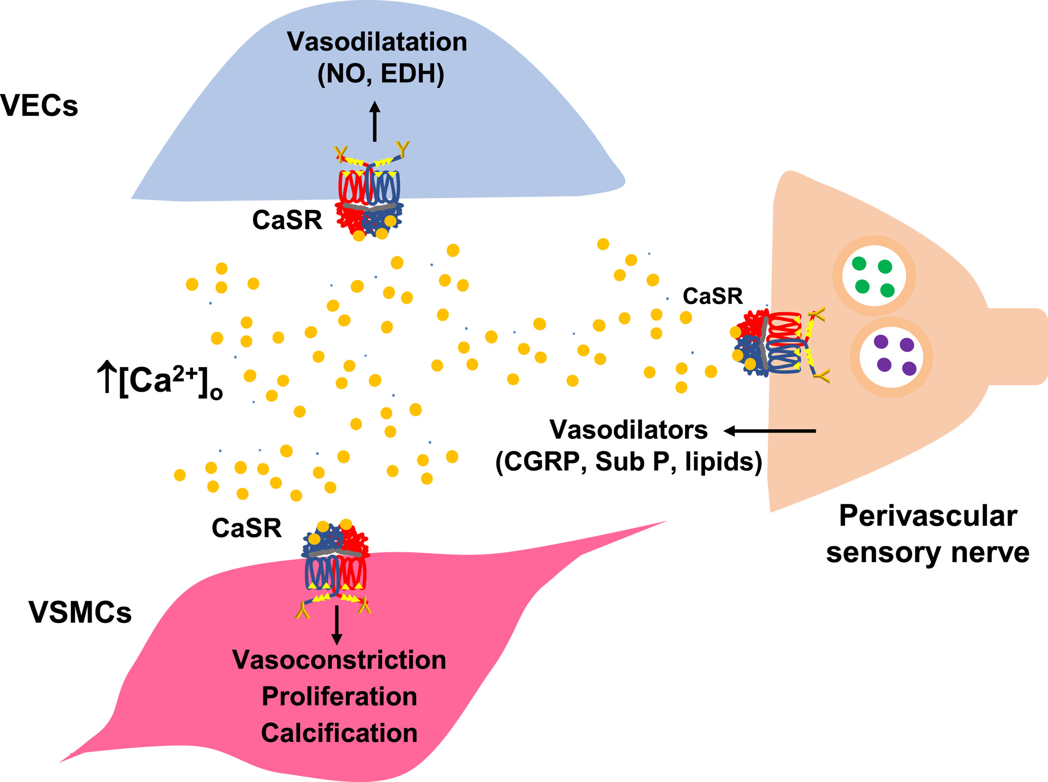 Role of the calcium-sensing receptor in regulating vascular function