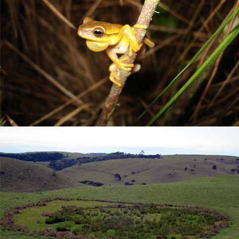 The interplay between local and landscape scales on the density of pond-dwelling anurans in subtropical grasslands