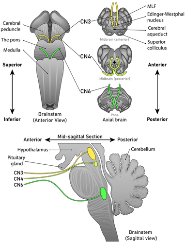 Details are in the caption following the image Details are in the caption following the image