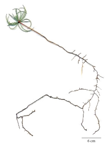 Details are in the caption following the image