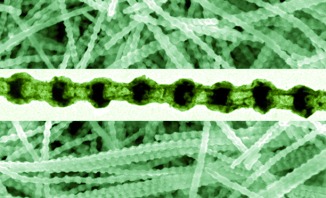 Regulated Oxidation of Nickel in Multisegmented Nickel–Platinum Nanowires: An Entry to Wavy Nanopeapods