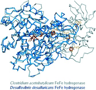 Hydrogen-Activating Enzymes: Activity Does Not Correlate with Oxygen Sensitivity