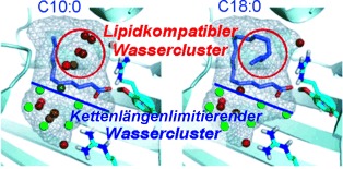 Water-Mediated Recognition of Simple Alkyl Chains by Heart-Type Fatty-Acid-Binding Protein