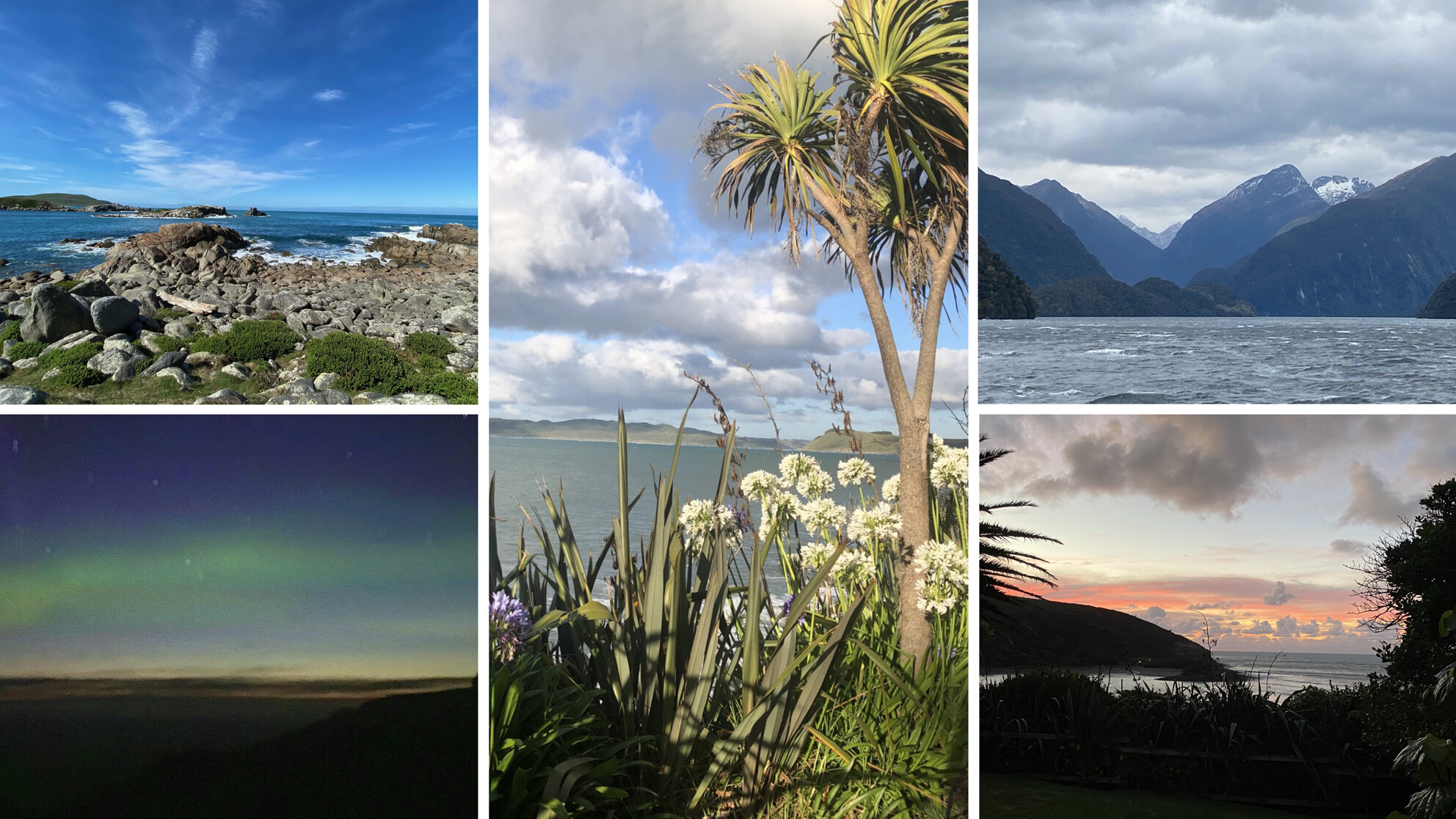 Immunology across two islands: understanding the research landscape of Aotearoa (New Zealand)
