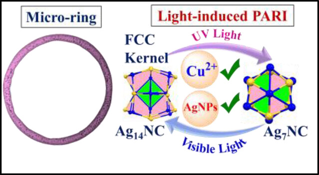 Micro-Ring Morphology of Ag7NCs and Light-Induced Reversible Interconversion of FCC Ag14NCs via Cu2+ ions-Mediated Particle-Assisted Reversible Interconversion