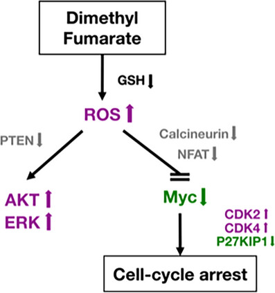 Dimethyl Fumarate Negatively Regulates MYC Signaling and Promotes Cell-Cycle Arrest in T-Cells through a GSH-Dependent Mechanism