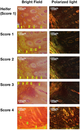 Details are in the caption following the image Details are in the caption following the image