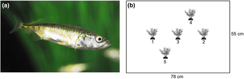 Details are in the caption following the image Details are in the caption following the image