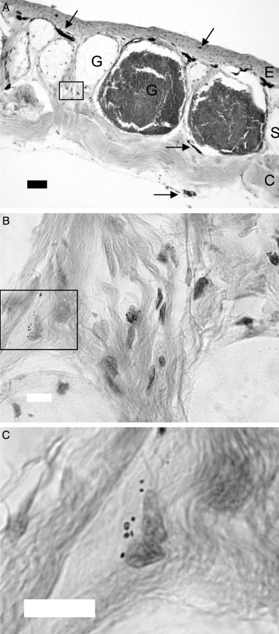 Details are in the caption following the image Details are in the caption following the image