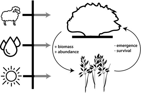 Establishment of a desert foundation species is limited by exotic plants and light but not herbivory or water