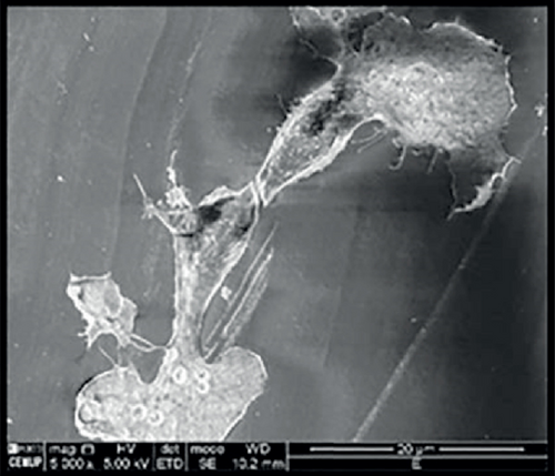 Details are in the caption following the image