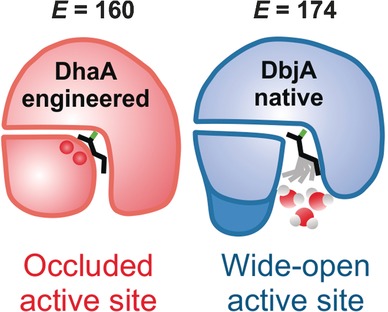 Different Structural Origins of the Enantioselectivity of Haloalkane Dehalogenases toward Linear β-Haloalkanes: Open–Solvated versus Occluded–Desolvated Active Sites