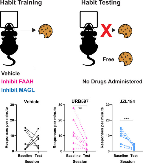 The effects of fatty acid amide hydrolase inhibition and monoacylglycerol lipase inhibition on habit formation in mice