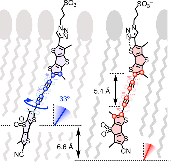 Core-Alkynylated Fluorescent Flippers: Altered Ultrafast Photophysics to Track Thick Membranes