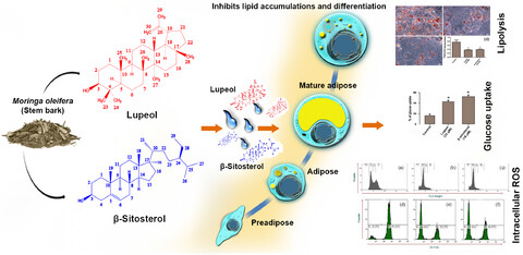 Anti-adipogenic β-sitosterol and lupeol from Moringa oleifera suppress adipocyte differentiation through regulation of cell cycle progression