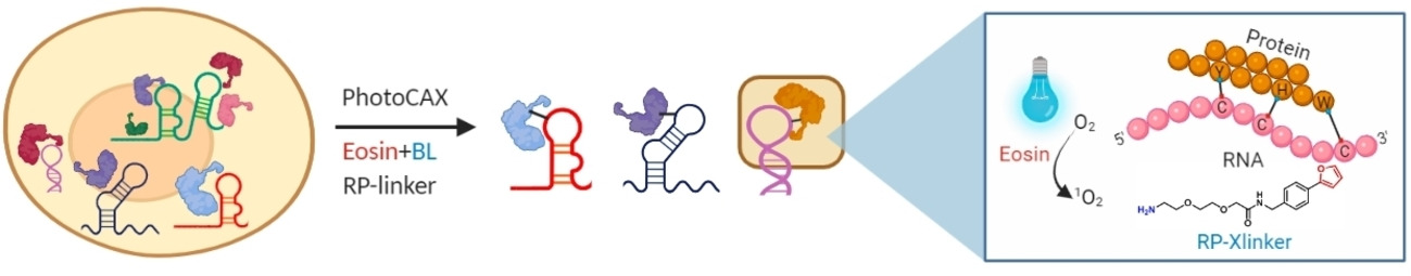 Photocatalytic Chemical Crosslinking for Profiling RNA–Protein Interactions in Living Cells