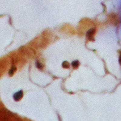 Central pupillary light reflex circuits in the cat: II. Morphology, ultrastructure, and inputs of preganglionic motoneurons