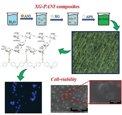 A New Strong-Acid Free Route to Produce Xanthan Gum-PANI Composite Scaffold Supporting Bioelectricity