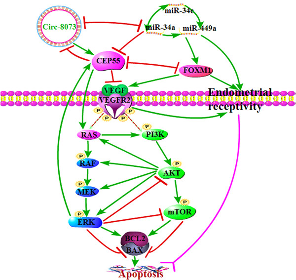 miR-34a/c induce caprine endometrial epithelial cell apoptosis by regulating circ-8073/CEP55 via the RAS/RAF/MEK/ERK and PI3K/AKT/mTOR pathways