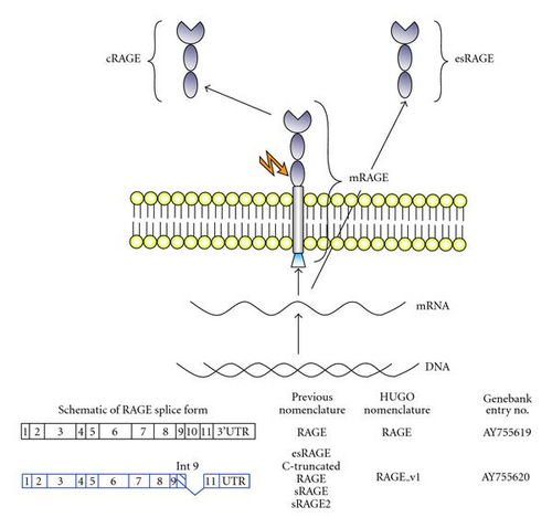 Details are in the caption following the image