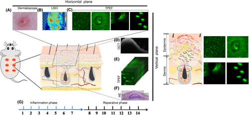 Details are in the caption following the image Details are in the caption following the image