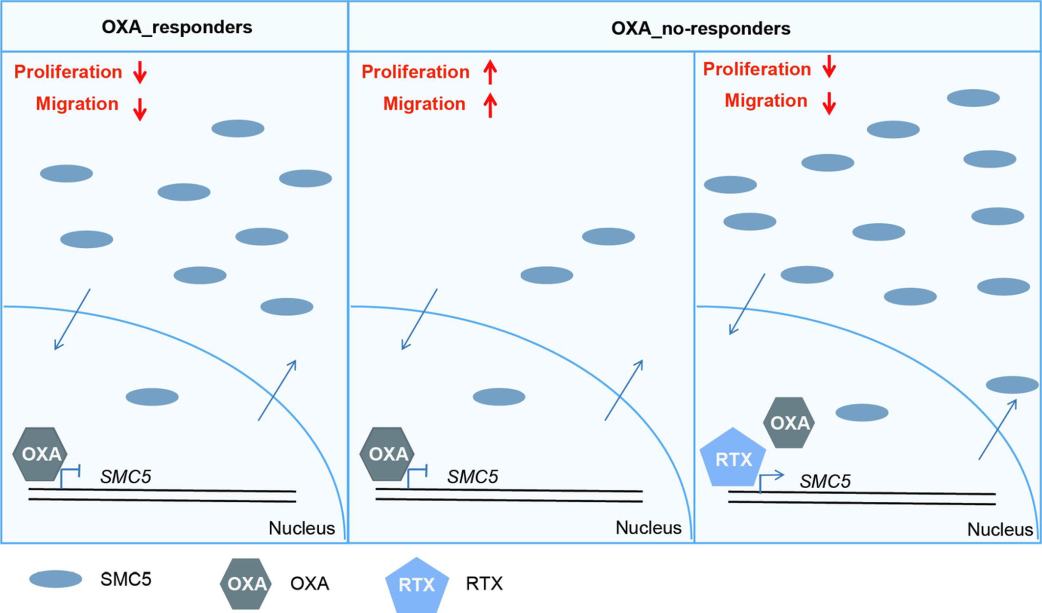 The structural maintenance of chromosomes 5 is a possible biomarker for individualized treatment of colorectal cancer