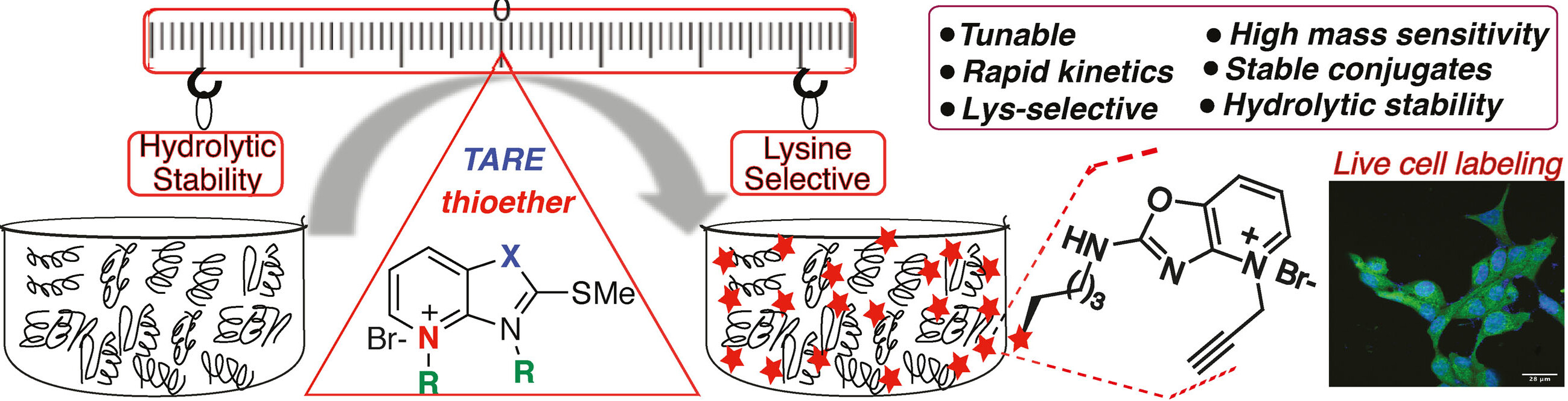 Tunable Amine-Reactive Electrophiles for Selective Profiling of Lysine