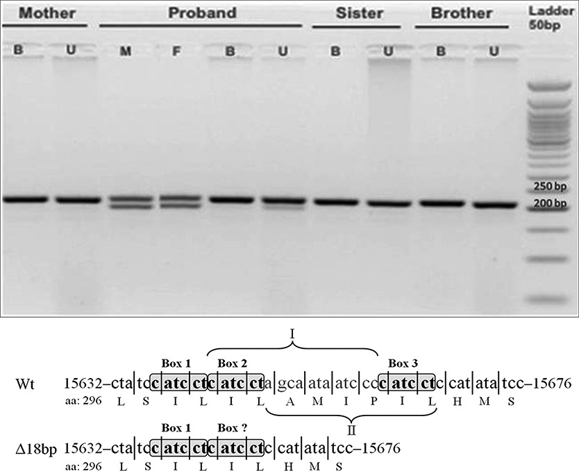 A Novel in-Frame 18-bp Microdeletion in MT-CYB Causes a Multisystem Disorder with Prominent Exercise Intolerance