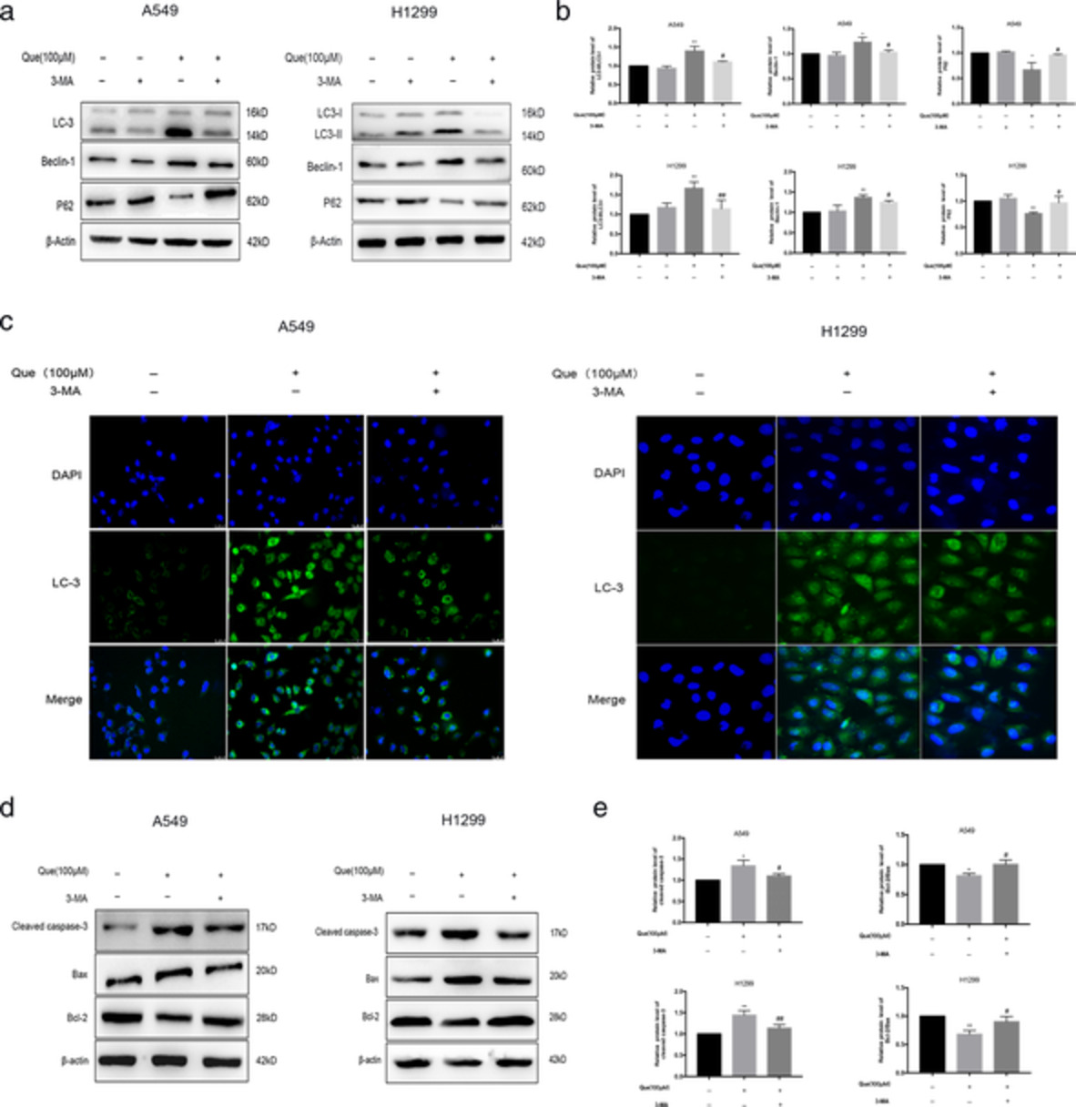 Quercetin induces pro-apoptotic autophagy via SIRT1/AMPK signaling pathway in human lung cancer cell lines A549 and H1299 in vitro