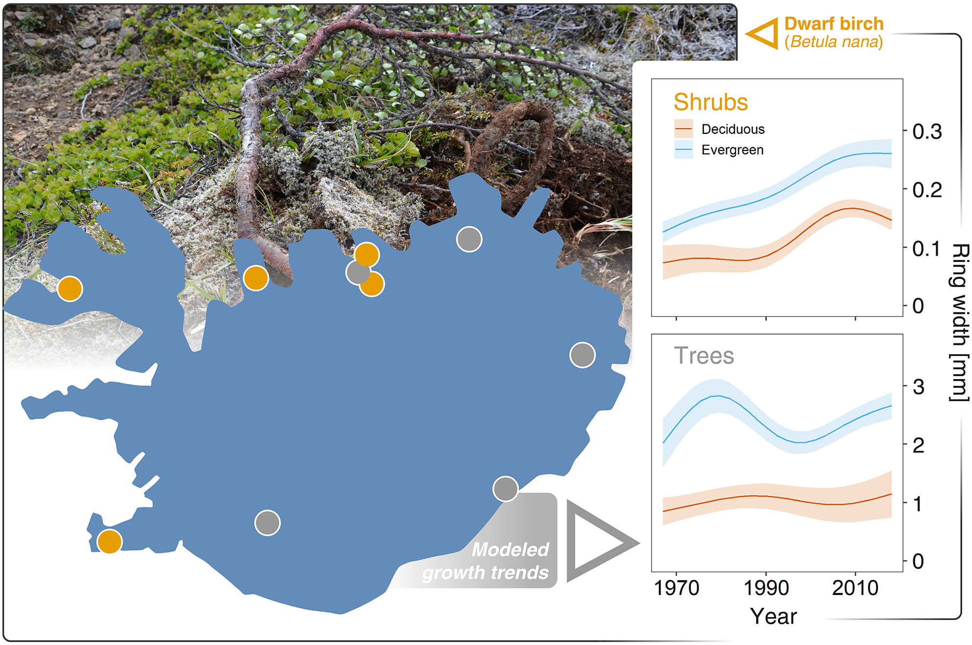 Growth form and leaf habit drive contrasting effects of Arctic amplification in long-lived woody species